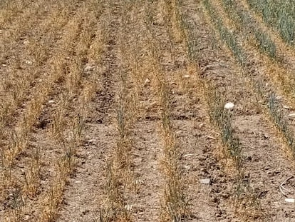 calidad del trigo y la harina