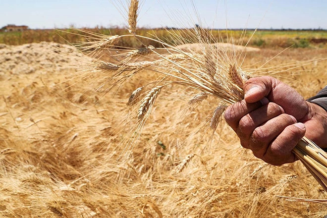 calidad del trigo y la harina