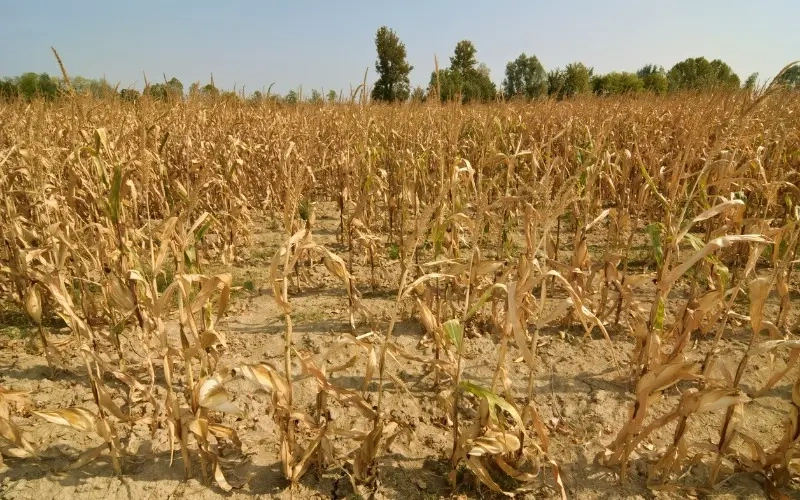 calidad del trigo y la harina